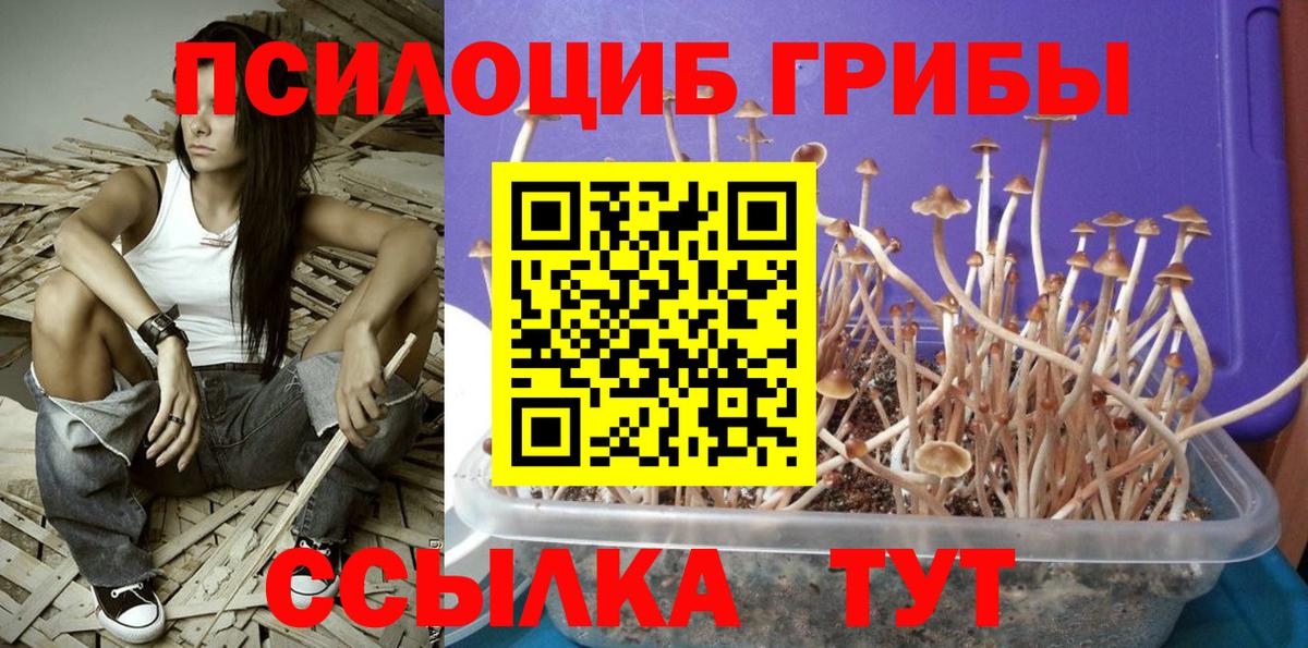 Псилоцибиновые грибы GOLDEN TEACHER Новокубанск
